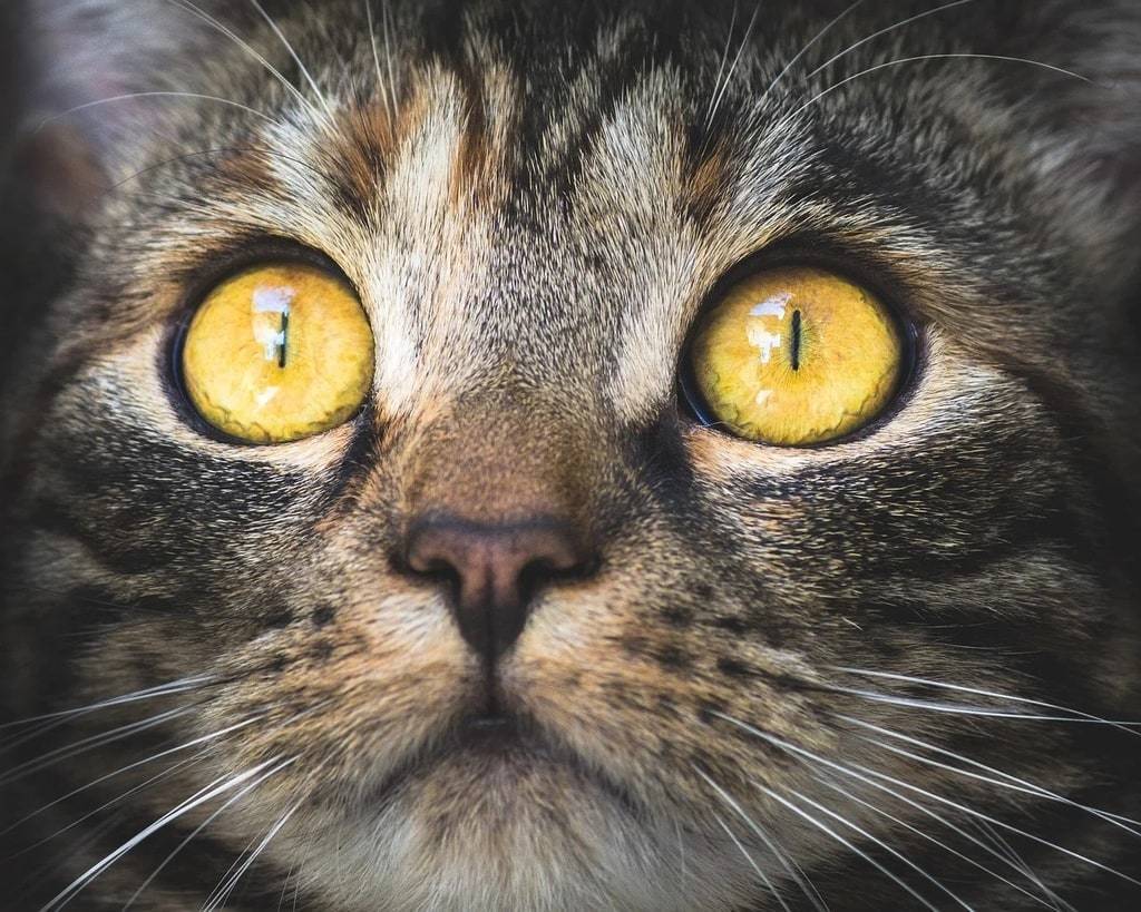 Tout ce que vous devriez savoir sur les chats